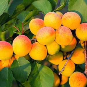 Саженцы Абрикос Хабаровский (обычный)